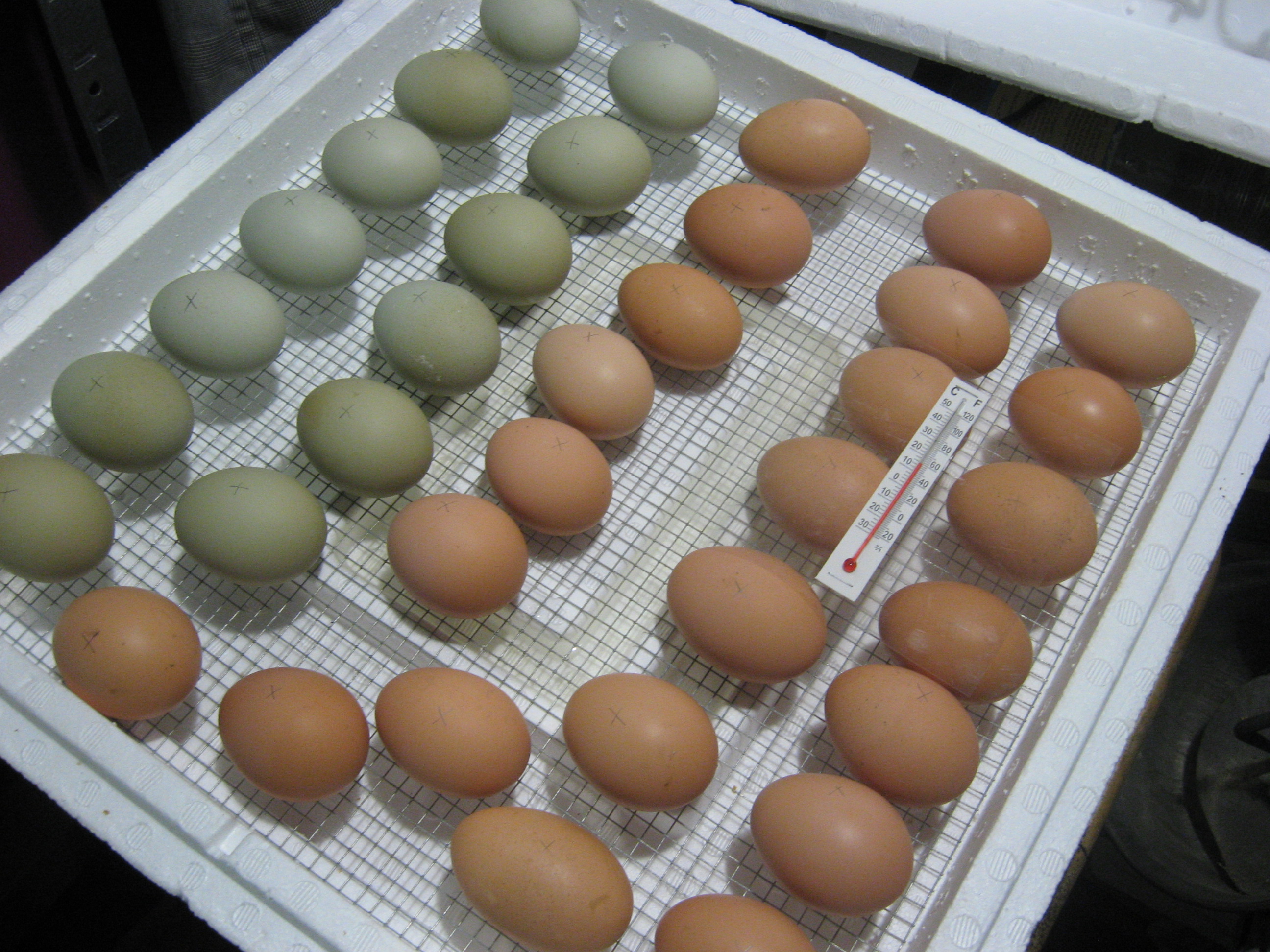 Купить яйца в геншине. Куры Легбар яйца. Инкубатор Несушка Утиные яйца. Инкубация перепелиных яиц овоскопирование. Инкубационное яйцо кур инкубация.